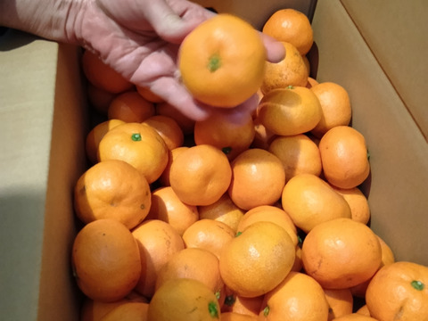 今年もありがとうございました！食べ過ぎ注意！山畑の有田みかん 5kg