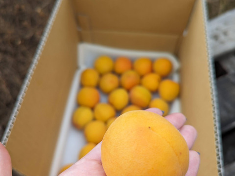 旬を味わうフルプロ農園の手作りジャム【おまかせ6本セット】果物・砂糖・レモン果汁のみ使用 #NKM00906