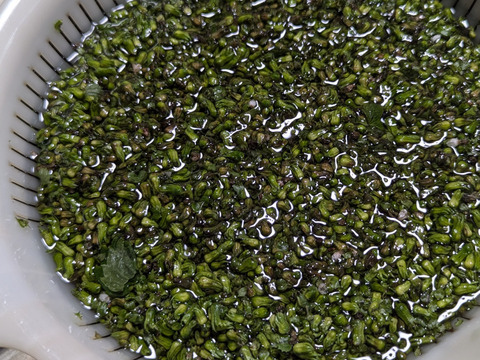 【予約増量♪】秋の味覚　プチプチ食感がクセになる　葉っぱ付き　“シソの実“😄  　200g→210g(使い切りサイズです。)  from 名水の里　神奈川県秦野市