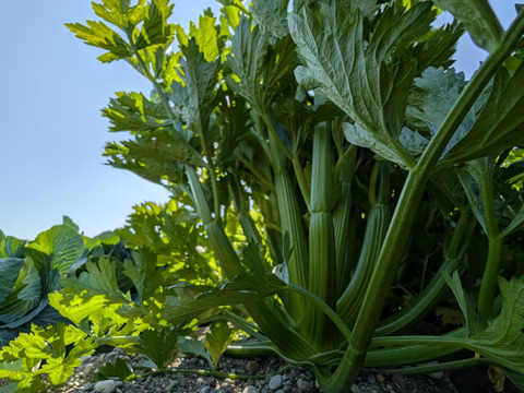 ハマる人続出！あっぱれセロリ(5kg 1株300g以上)