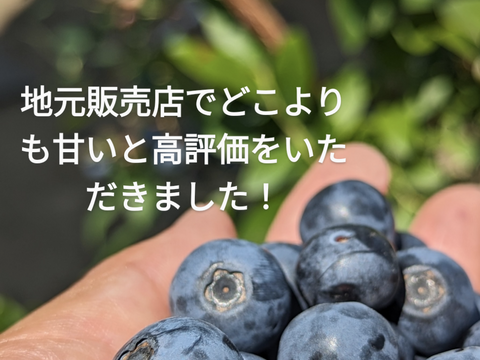 【訳あり！！】新鮮・完熟・フルーティ、ブルーベリー　500g