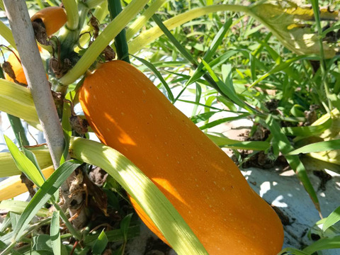 【淡路島 自然栽培 固定種 ズッキーニ】2キロ 無肥料 農薬不使用　サラダにお新香、グリルにソテー、緑色白ズッキーニ（UFO）食べ比べ