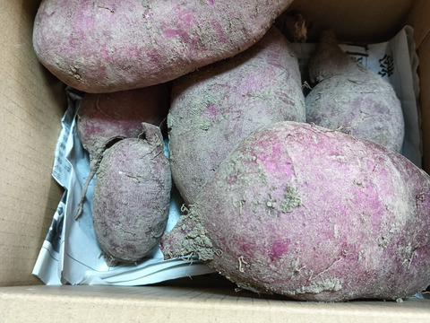 さつまいも（パープルスイートロード、べにはるか）１.9kg