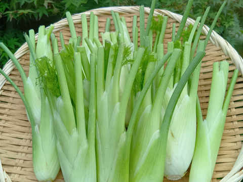 フェンネルの新しい使い方!!使いやすいミニフェンネル(スティッキオ)。