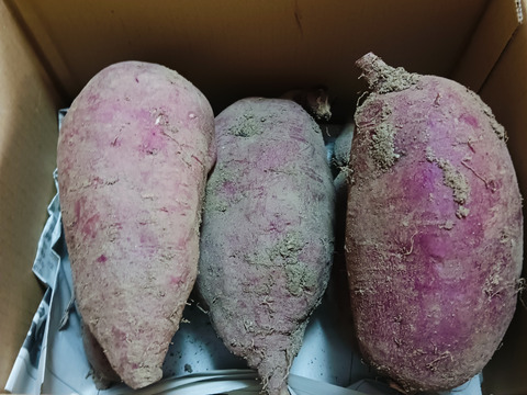 さつまいも（パープルスイートロード、べにはるか）１.9kg