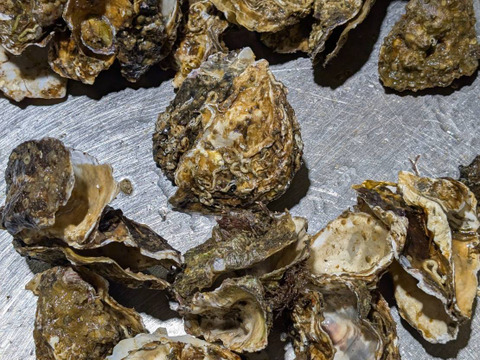 【1口500円】令和7年10月 牡蠣大量死 生産者応援チケット