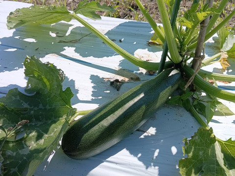 ズッキーニ　野菜　農薬不使用　農家直送 淡路島 自然栽培 固定種 ズッキーニ】2キロ 無肥料 農薬不使用