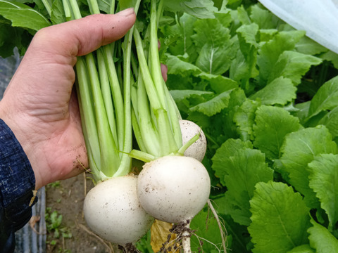葉付き白小蕪(二刀)2kg(16~20玉)