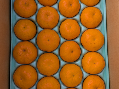 ぷりぷり！はるみ　和歌山みかん　秀品　Mサイズ　22個入り　贈答用