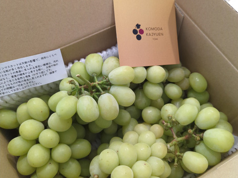 【特別栽培相当長野県認証】訳あり完熟シャインマスカット2.5kg規格外※長野県認証/特別栽培同基準（信州の環境にやさしい農産物認証50）