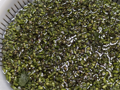 【予約増量♪】秋の味覚　プチプチ食感がクセになる　“シソの実“😄  　120g→130g(使い切りサイズです。)  from 名水の里　神奈川県秦野市