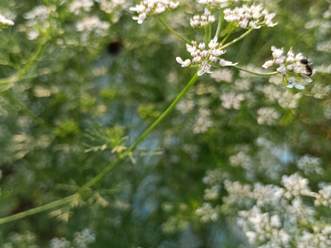 【温活に！For warm, care & heartful！】体と心に沁み渡る豊かな香りと味わい！ブレンドハーブティーバッグ3包（植物由来ティーバッグ使用、農薬化学肥料不使用）ノンカフェイン