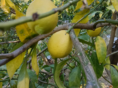 防腐剤、ワックス不使用　皮も使える小玉レモン良品　10kg