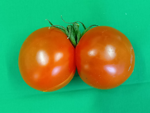 なくなり次第終了！！トマト訳アリ1.5㎏