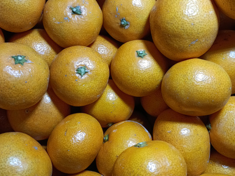 甘くて美味しい 石地みかん ３級品 10kg