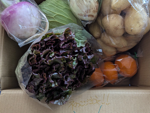 お買い得！新じゃが（2ｋｇ）と採りたて野菜（5品）セット！本州の方限定