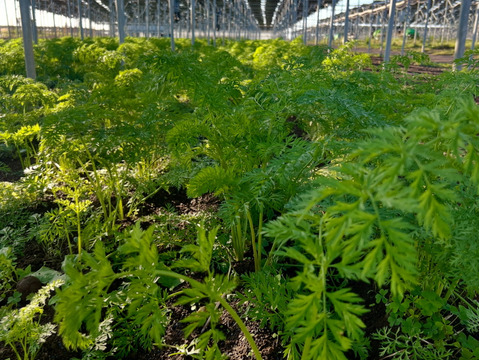 ☆有機JAS認証☆里芋とにんじんのセット(1kg)