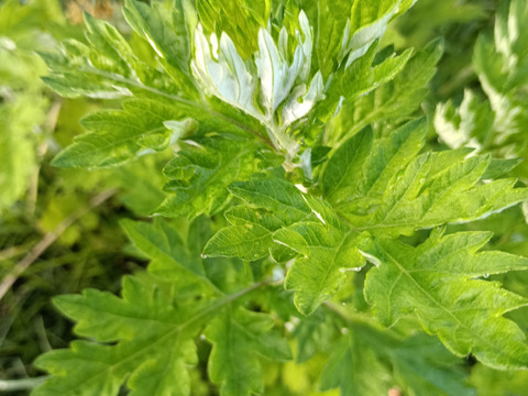 【クセになる香りと味わい！体の巡りを取り戻すデトックス！】体と心に沁み渡る豊かな香りと味わい！ブレンドハーブティーバッグ3包（植物由来ティーバッグ使用、農薬化学肥料不使用）ノンカフェイン