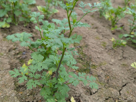 クール便【3kg】とう立ち寸前！！見た目がちょい悪の今朝獲れ新鮮パクチー(*☻-☻*)