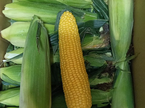 【夏ギフト】☆訳ありおひさまコーン☆45本【北海道産】とうもろこし