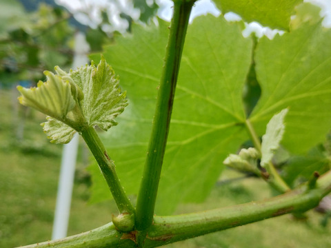 粒が取れちゃうほど完熟　甘さと酸味のバランスちょどいい　脱粒巨峰　800g（2～３房）　秀品【着日指定不可商品】