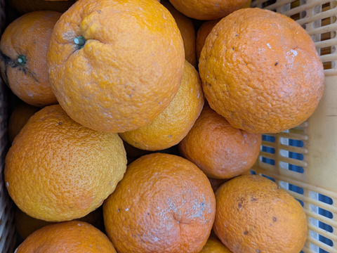 まる美の完熟紅甘夏5kg【ご家庭用】