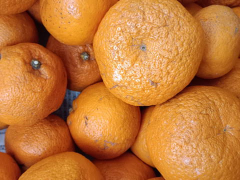 広島産柑橘はるみ　訳あり品　プチプチ弾ける食感　5kg　おまけ付き