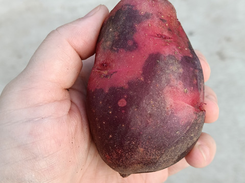 【随時出荷！】デストロイヤーたっぷり５キロ　ねっとり濃厚なじゃがいも〜雪室熟成〜別名グラウンドペチカ