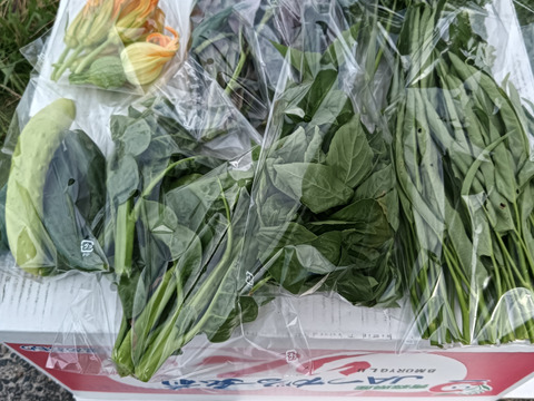 夏野菜ガチャ 10連