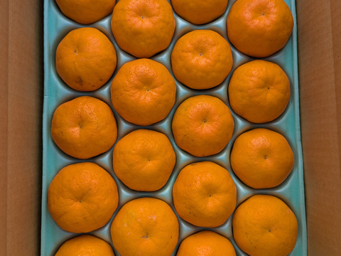 ぷりぷり！はるみ　和歌山みかん　秀品　Lサイズ　20個入り　贈答用