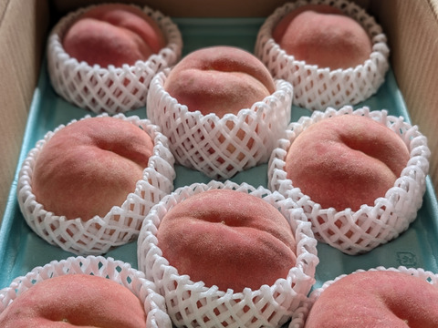 【福袋2025】希少品種玉うさぎ　硬くて甘い桃が好きな人に食べてほしい✨