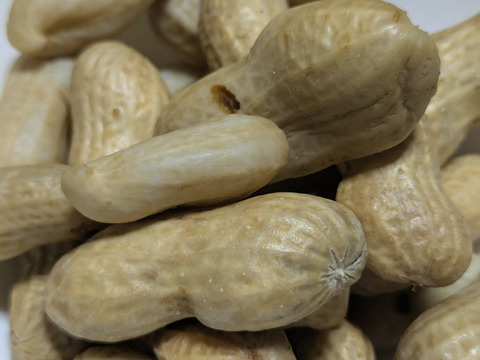 早期予約増量【5月ー9月】そら豆　マメ定期便 
 ※ ※定期契約期間　2026-05-10～2026-09-31 ※ ※  from 名水の里　神奈川県秦野市