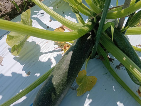 【淡路島 自然栽培 固定種 ズッキーニ】2キロ 無肥料 農薬不使用　サラダにお新香、グリルにソテー、緑色白ズッキーニ（UFO）食べ比べ