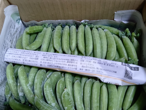 ★最終★
【スナップエンドウ１Kg】採れたて新鮮パリパリ食感！