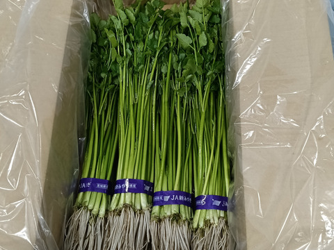 🌿南三陸せり🌿　
1kg（２００g✕５束入り）