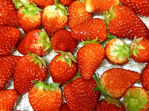 生の風味をお届け。気にしない方限定🍓バラ詰苺BOX（約1000g）大きさ形が不揃いです