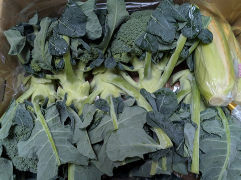 ともちゃんのブロッコリー５本