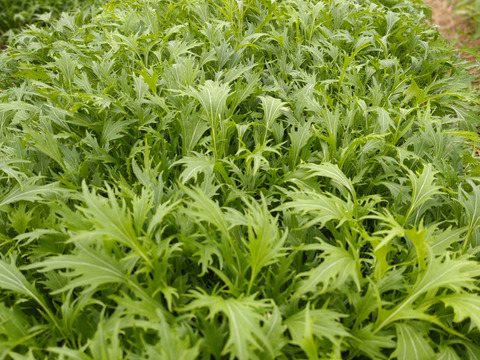 【農薬・化学肥料不使用】瑞々しくて新鮮な水菜！250g×4袋