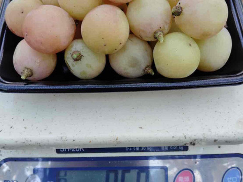 【訳あり】シナノスマイル １kg(500ｇ×2パック)【バラ粒】