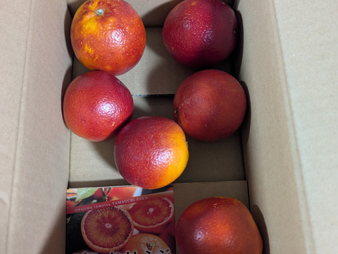 【食べチョクグランプリ受賞】滅多にお目にかかれない『幻の生ブラッドオレンジ』国産やみつきリピーター続出🍊傾斜35度の崖上で収穫される希少な宇和島ブランドみかん☆お試し約1kg【2027年2月中旬予約】