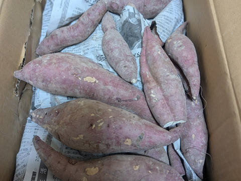 【訳あり・順次発送】さつまいも3種（安納芋or紅はるかorシルクスイート）5kg ※栽培期間中化学肥料・農薬不使用※ R7年 静岡産 3S/2S/S/M/Lサイズ混合 サツマイモ/さつま芋