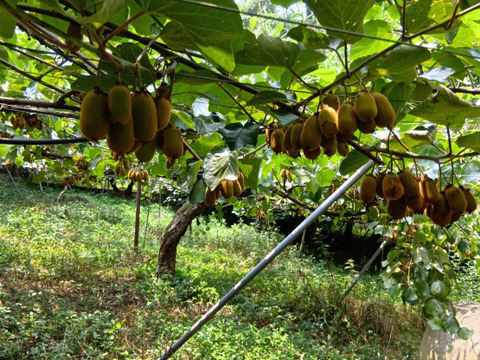【大きさ不揃い、日焼け・扁平含む】キウイフルーツ（香緑／ヘイワード詰め合わせ、ご家庭用・1.5kg）