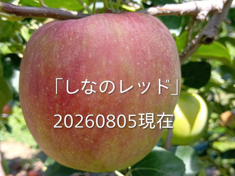 最終収穫！「夏あかりとしなのレッド2品種アソート約3㎏」甘さと酸味の食べ比べ。夏りんごの魅力お届けします。到着後保存は冷蔵庫でお願いします。