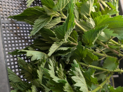 ハーブで健康生活 ネトル フレッシュ 150g