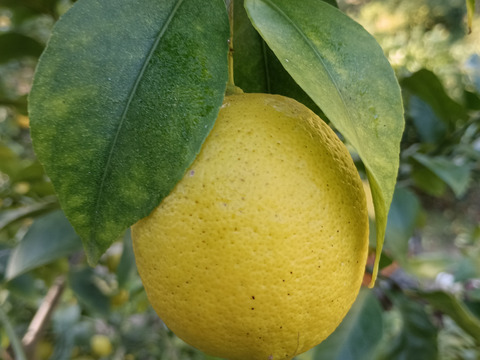 防腐剤、ワックス不使用　小玉レモン　良品２kg(約23個入）