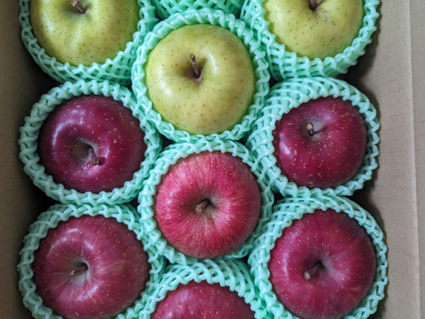 品種選びに迷ったらこれ「【特選】旬のりんごおまかせ便」3キロ【りんご食べ比べ】