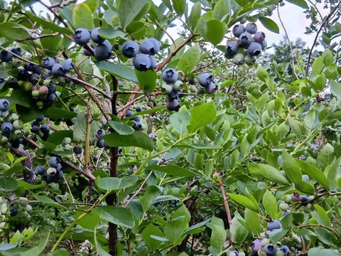 そのまま食べれる　シャリシャリ・
夏のビタミンブルーベリーMIX　冷凍　2キロセット