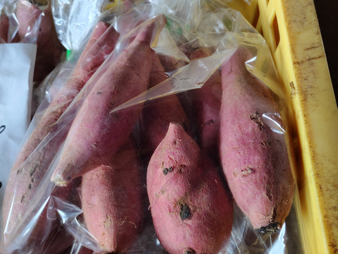 さつまいも生キャラメル 8個入×10袋