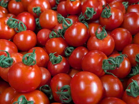 千葉県産　ミディトマト（フルティカ）【2ｋｇ】＜水耕栽培＞