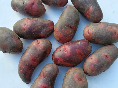 【随時出荷！】デストロイヤーたっぷり５キロ　ねっとり濃厚なじゃがいも〜雪室熟成〜別名グラウンドペチカ